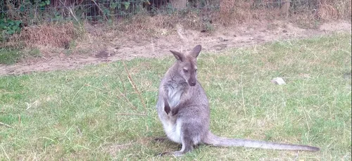 Les animaux se baladent dans l’ouest !
