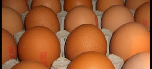 Oeufs / Fipronil : Trois établissements visés dans l'Ouest