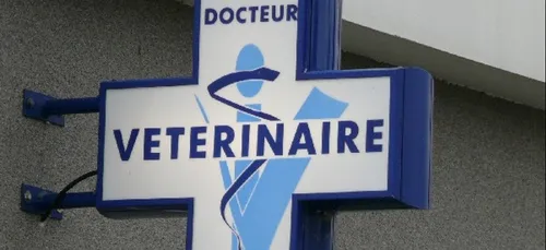 Au menu : des croquettes !