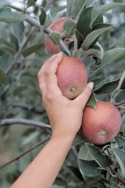 Mauvaise récolte pour les producteurs de pommes en 2017