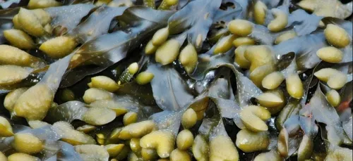 La bonne santé de le filière algues dans le Finistère !