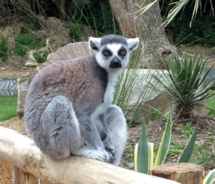 La Région soutient les entreprises et le Zoo de la Flêche