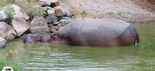 Le bébé hippopotame de Planète Sauvage est baptisé