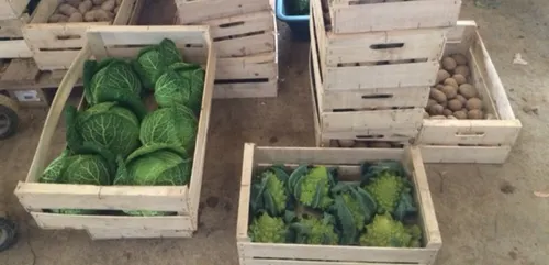 "Vite mon marché", la start up nantaise qui régale !