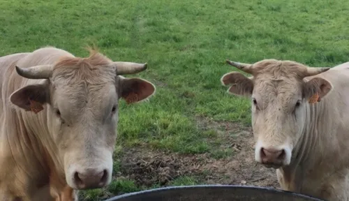 Les éleveurs de viande bovine mobilisés hier soir à La Roche