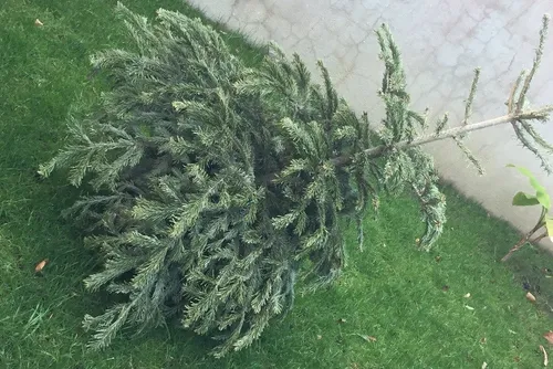 Que faire de votre sapin de Noël : le recycler !