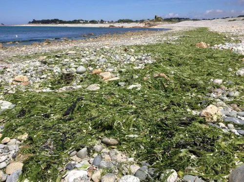 Un 2ème plan de lutte contre les algues vertes en Bretagne