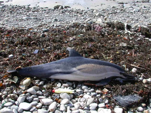 Echouage de dauphins : causes et conseils !