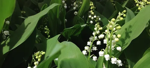 Il est temps de récolter le muguet !