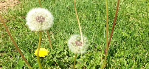 Le mercure grimpe et les allergiques se chatouillent le nez !