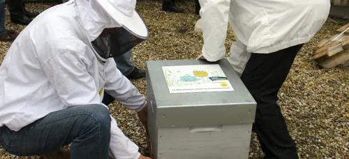 Les apiculteurs bretons en colère