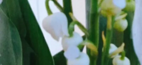N'oubliez pas le muguet !