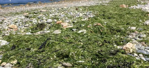 Moins d'algues vertes en Bretagne...pour l'instant