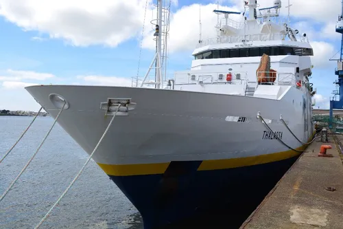 Anchois et sardines en pleine forme au large des côtes de l'Ouest
