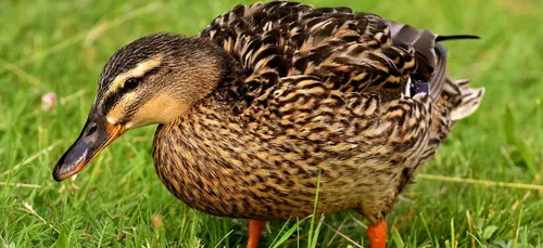 Les sorties du week-end dans l'Ouest ... et deux insolites !