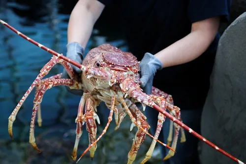 Oceanopolis présente une langouste exceptionnelle !
