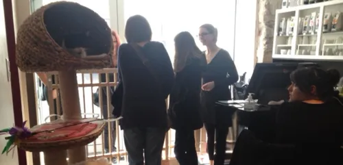 Chat va aller : la folie des bars à chats