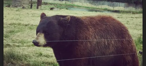 Un touriste nantais face à un ours !