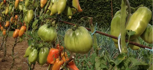 La rentrée des agriculteurs