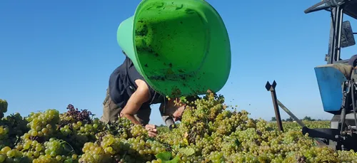 Plein soleil sur les vendanges !