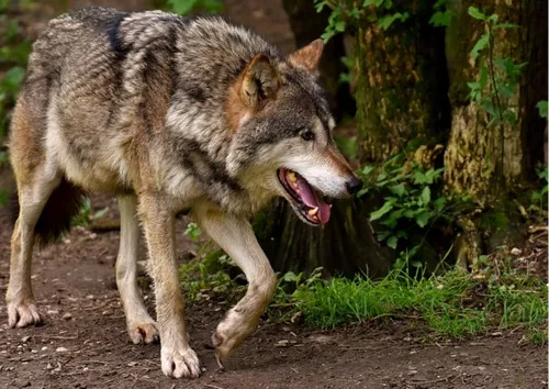 Des loups en Bretagne : la thèse repoussée par les scientifiques