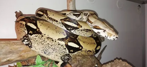 Un boa de 2m dans la nature... en Loire-Atlantique