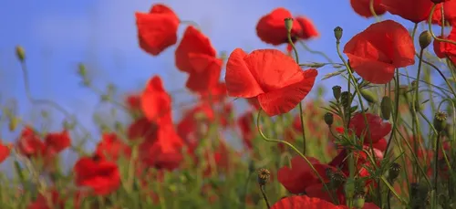 Des coquelicots contre les pesticides : acte 2