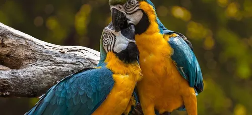 Un perroquet a été dérobé ... à Distré !