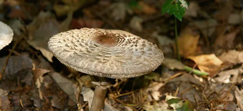 La cueillette des champignons réglementée en forêt !