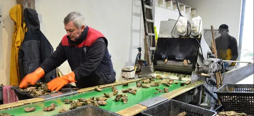 Aurez-vous des huîtres à Noël ?