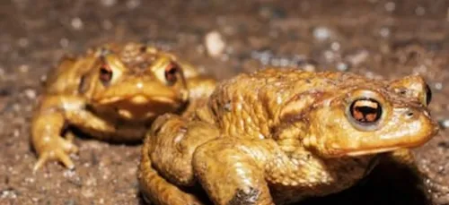 Une route fermée pour favoriser la copulation des crapauds