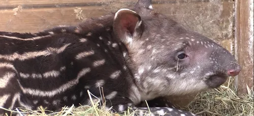 Un petit tapir est né à Planète Sauvage !