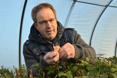 Saint-Valentin : quelles roses vous allez offrir ?