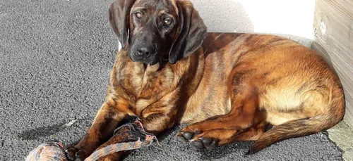 ONNI, le chien des pompiers, a été retrouvée