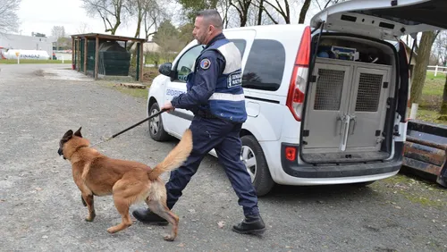 Flair : les chiens mènent l'enquête