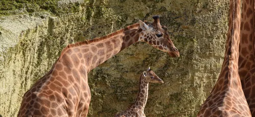 Félicitations ! C'est un girafon !