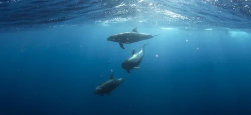 Pourquoi tant de dauphins meurent sur nos plages ?