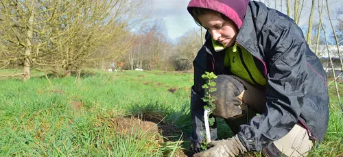 Planter des arbres : Bonne idée !