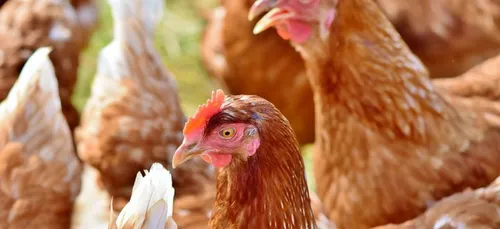 Un nantais sauve des poules de l'abattoir