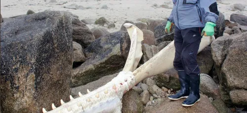 Une mâchoire de cachalot découverte sur une plage du finistère