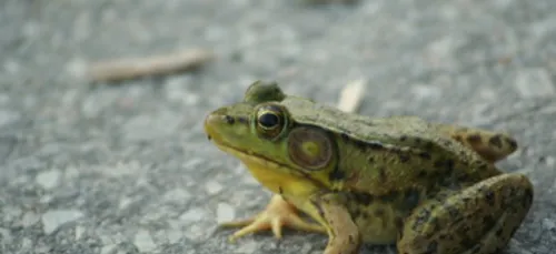 Un métier hors du commun : faire traverser des grenouilles