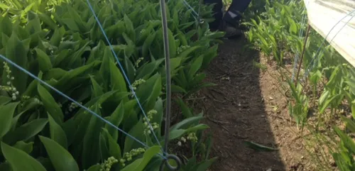 Le muguet pousse… Et recrute !