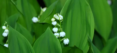 Le 1er mai, c'est le jour du muguet !