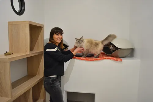 Un hôtel pour... chats à Lorient
