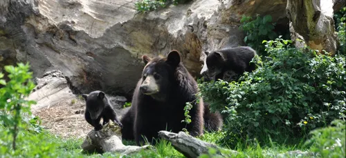 Des oursons à Port St Père !