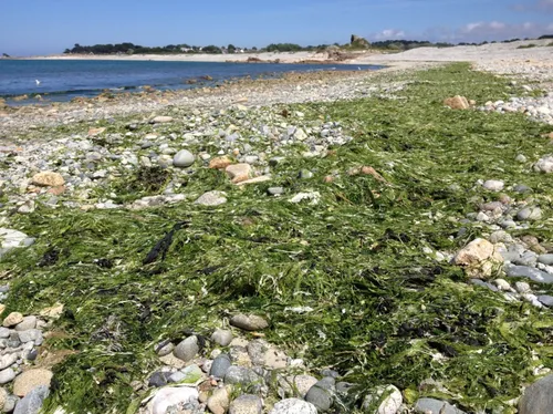 Les algues vertes de retour en Bretagne