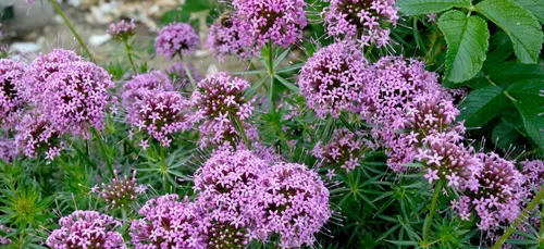 On sait d'où vient cette odeur de Cannabis à Brest !