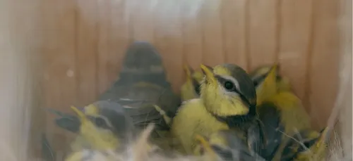 Un nichoir transparent pour observer les oiseaux de son salon