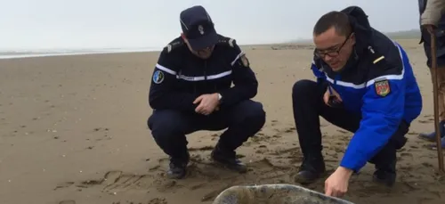 L'affaire des phoques décapités devant la justice