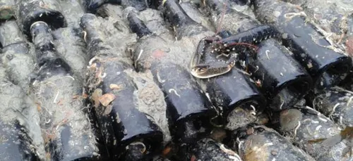 Les vendanges Maritimes à Saint-Malo